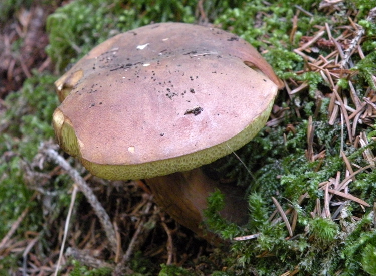 Xerocomus ferrugineus?
